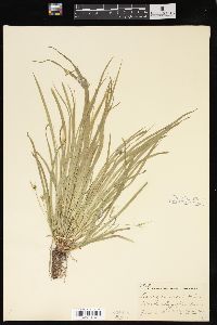 Carex jamesii image