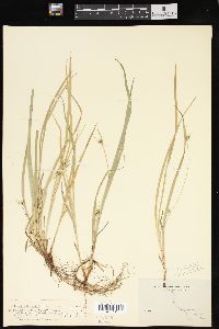 Carex jamesii image