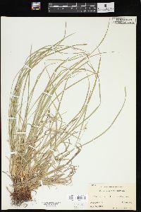 Carex jamesii image