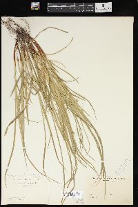 Carex jamesii image