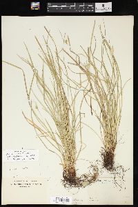 Carex jamesii image