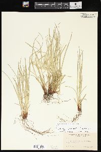 Carex jamesii image