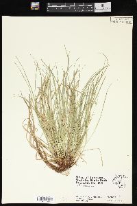 Carex jamesii image