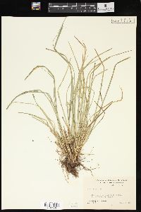 Carex jamesii image