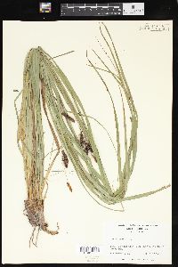 Carex joorii image