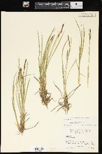 Carex kelloggii image