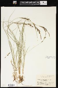 Carex kelloggii image