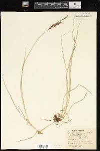 Carex kelloggii image