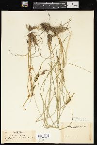 Carex kelloggii image