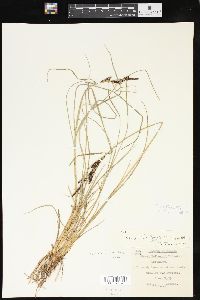 Carex kelloggii image