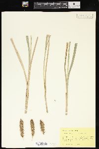 Carex lacustris image