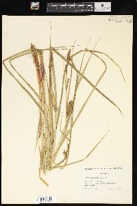 Carex lacustris image