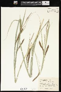 Carex lacustris image