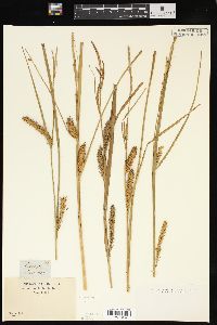 Carex lacustris image