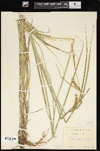 Carex lacustris image