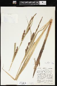 Carex lacustris image