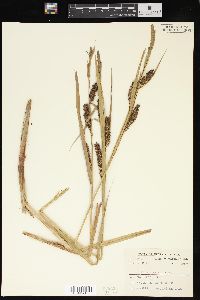 Carex lacustris image