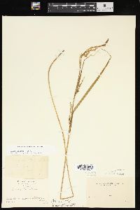 Carex lacustris image