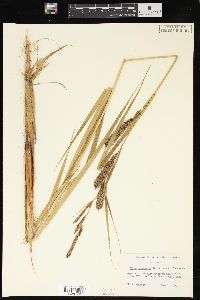 Carex lacustris var. lacustris image