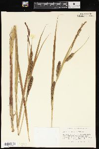 Carex lacustris image