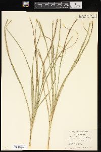 Carex lacustris image