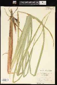 Carex lacustris image