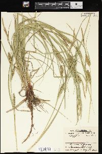 Carex laeviconica image