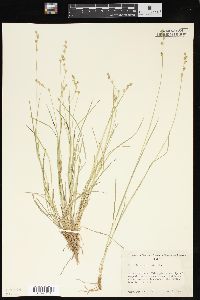 Carex laeviculmis image