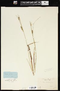 Carex lasiocarpa image