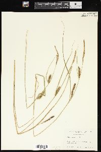 Carex lasiocarpa image