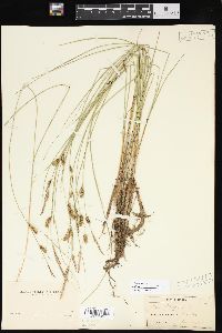 Carex lasiocarpa image