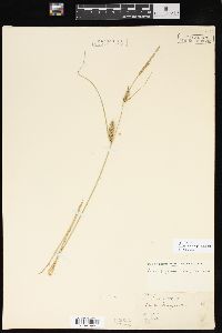 Carex lasiocarpa image