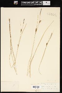 Carex lasiocarpa image