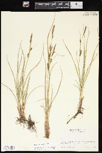 Carex lasiocarpa image