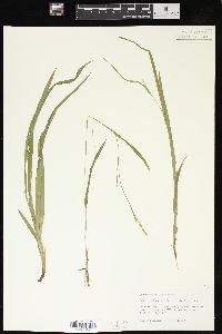 Carex laxiculmis image