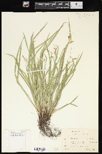 Carex laxiculmis image