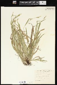 Carex laxiculmis image