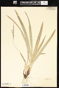 Carex laxiculmis image