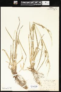 Carex laxiculmis image