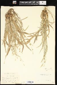 Carex laxiculmis image