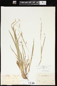 Carex laxiculmis image