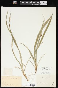 Carex laxiculmis image