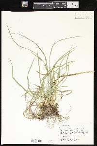 Carex laxiculmis image