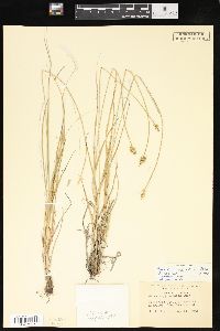 Carex leavenworthii image