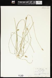 Carex leavenworthii image