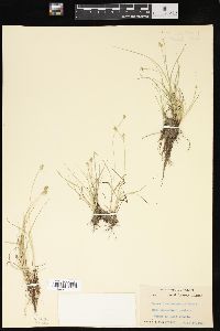 Carex leavenworthii image