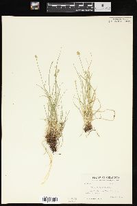 Carex leavenworthii image