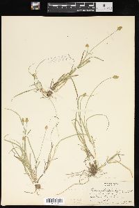 Carex leavenworthii image