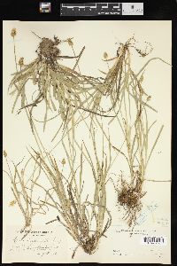 Carex leavenworthii image