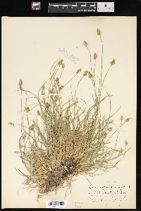 Carex leavenworthii image